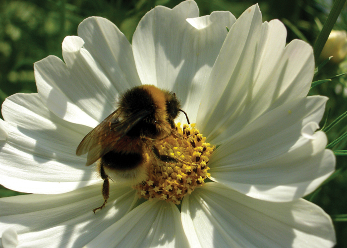 As flores preferidas das abelhas - Casa e Lazer - SAPO Lifestyle