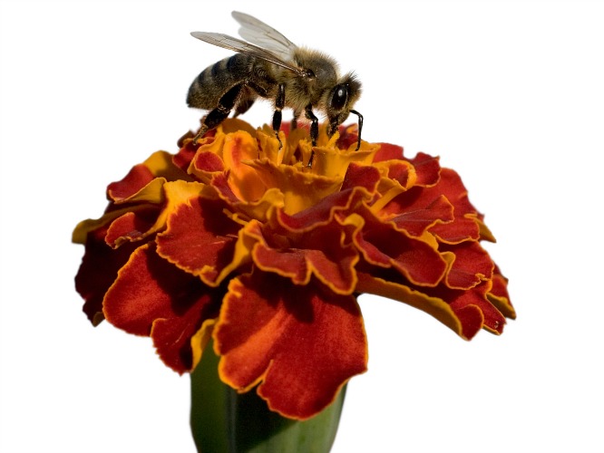 As flores preferidas das abelhas - Casa e Lazer - SAPO Lifestyle